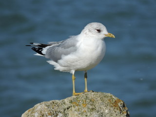 Fototapeta premium A Common gull standing on rocks