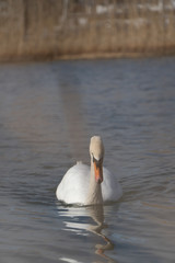 Schwan in freier Wildbahn schwimmt auf einem See mit und sucht essen