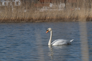 Schwan in freier Wildbahn schwimmt auf einem See mit und sucht essen