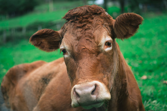 Brown Cattle Cow in Tolosa of the Basque Country, Spain