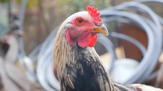 Funny chicken is looking at the camera. Slow motion