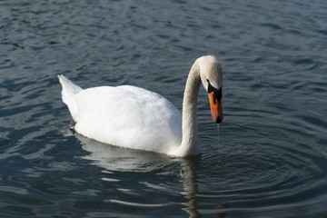 Obraz premium Schwan in freier Wildbahn schwimmt auf einem See mit und sucht essen