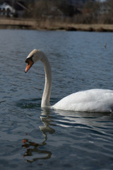 Schwan in freier Wildbahn schwimmt auf einem See mit und sucht essen