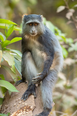 Naklejka na ściany i meble Sykes' monkey (Cercopithecus albogularis), also known as the white-throated monkey or Samango monkey, is an Old World monkey found between Ethiopia and South Africa