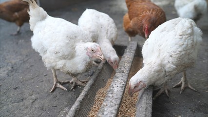 Domestic white, black and brown chicken eating millet from a wooden trough. Chickens eat on a farm from a feeder