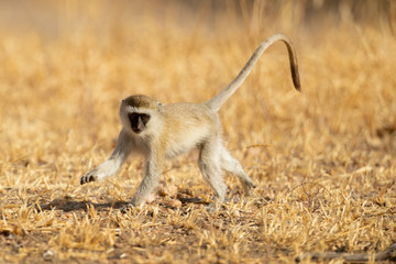 vervet monkey (Chlorocebus pygerythrus), or simply vervet, is an Old World monkey of the family Cercopithecidae native to Africa.