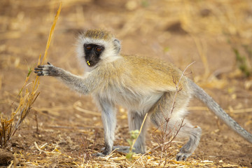 vervet monkey (Chlorocebus pygerythrus), or simply vervet, is an Old World monkey of the family Cercopithecidae native to Africa.