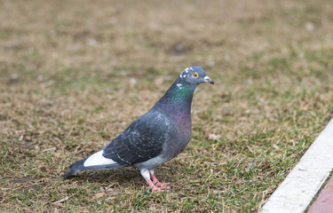a beautiful wild dove, a dove symbol of peace, on a wet road. wild pigeon in the city.