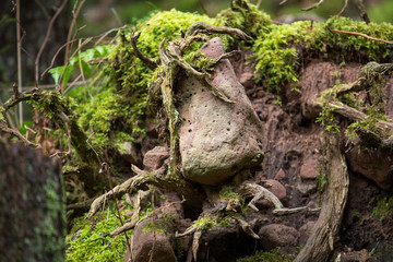 Wurzelstein im Wald