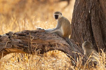 vervet monkey (Chlorocebus pygerythrus), or simply vervet, is an Old World monkey of the family Cercopithecidae native to Africa.