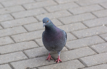 a beautiful wild dove, a dove symbol of peace, on a wet road. wild pigeon in the city.