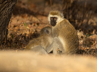 vervet monkey (Chlorocebus pygerythrus), or simply vervet, is an Old World monkey of the family Cercopithecidae native to Africa.