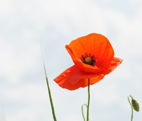 Flowering red poppy on gray bokeh background .