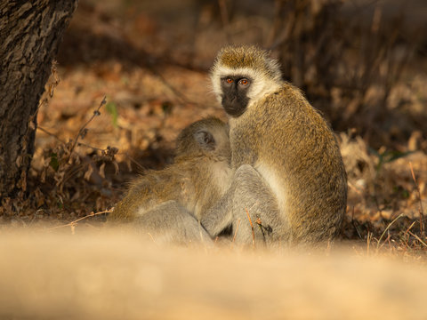 vervet monkey (Chlorocebus pygerythrus), or simply vervet, is an Old World monkey of the family Cercopithecidae native to Africa.