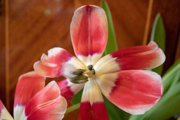 Fototapeta na wymiar Blossomed tulip with pestle, stamens and cobwebs