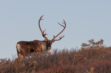 Barren Ground caribou Bull in Autumn in Denali National Park Alaska
