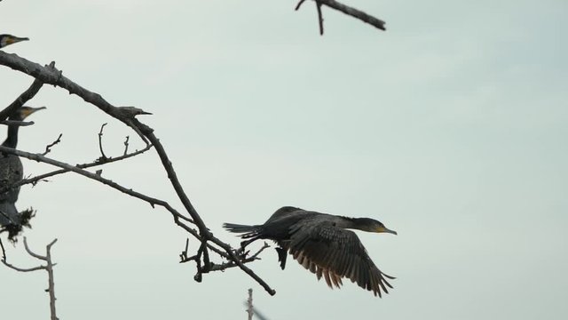 Black bird jumps from a branch and starts flying