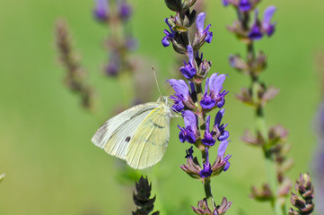 Small White butterfly, Pieris rapae, on wildflower. Beautiful butterfly on meadow