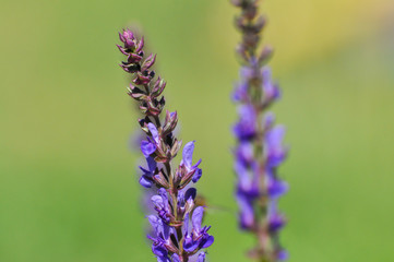 Wild lavender blooming. Wild flowers on meadow, natural background