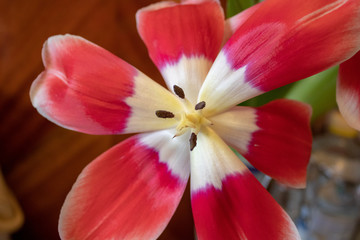 Fototapeta na wymiar Super-dissolved red tulip with pestles and stamens