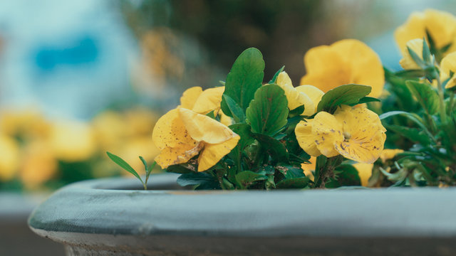 Yellow Flower From Public Street Sidewalks. Korea