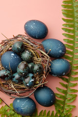 Large chicken and small quail eggs, colored like a blue stone, lie in the nest and on fern leaves on a pink background, Easter.