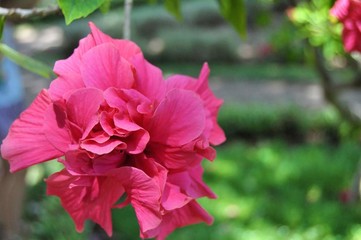 Obraz premium hibiscus flower pink close up