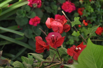 effective flowering plant of subtropical Bougainvillea