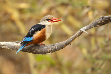 grey-headed kingfisher (Halcyon leucocephala) has a wide distribution from the Cape Verde Islands off the north-west coast of Africa