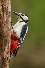 Great Spotted Woodpecker - Dendrocopos major, beautiful colored woodpecker from European forests and woodlands, Hortobagy National Park, Hungary.