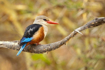 grey-headed kingfisher (Halcyon leucocephala) has a wide distribution from the Cape Verde Islands off the north-west coast of Africa