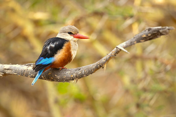 grey-headed kingfisher (Halcyon leucocephala) has a wide distribution from the Cape Verde Islands off the north-west coast of Africa