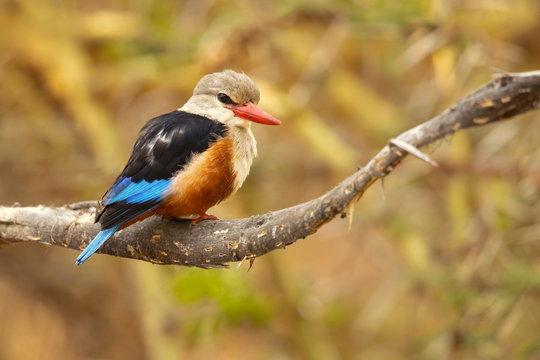 grey-headed kingfisher (Halcyon leucocephala) has a wide distribution from the Cape Verde Islands off the north-west coast of Africa