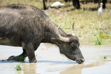 water buffalo