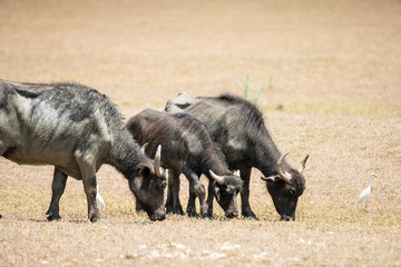 Fototapeta premium water buffalo