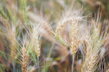 Barley wheat field nature background