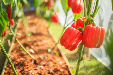 Red bell pepper plant growing in organic garden