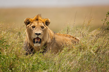 Fototapeta na wymiar Lion taken in Tanzania