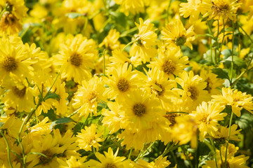 yellow chrysanthemum flower close up background