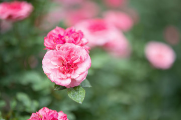Fototapeta premium Beautiful colorful pink roses flower in the garden