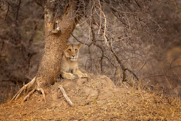 Lion taken in Tanzania