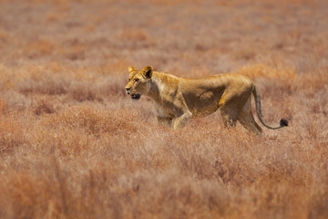 Lion taken in Tanzania