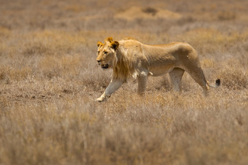 Lion taken in Tanzania