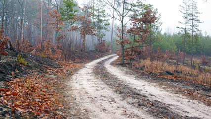 road in a misty morning forest