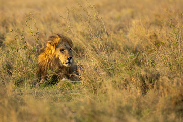 Lion taken in Tanzania