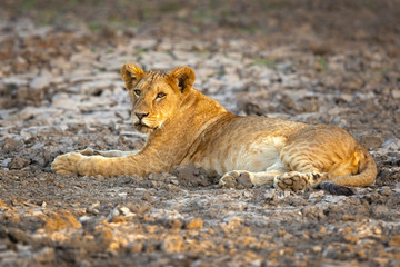 Lion taken in Tanzania
