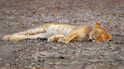 Lion taken in Tanzania