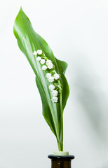 lily of the valley with 13 bells lucky