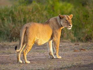 Obraz na płótnie Canvas Lion taken in Tanzania