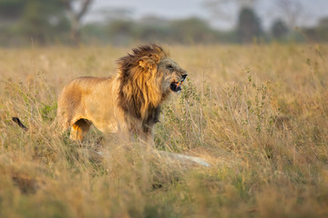 Lion taken in Tanzania
